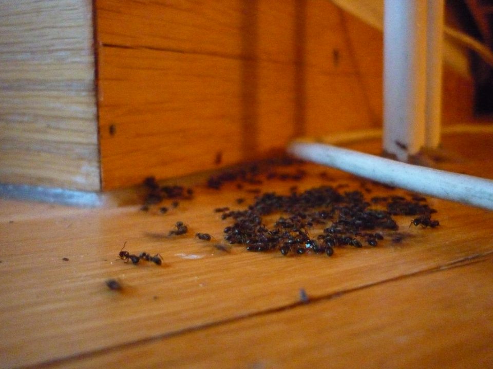 common kitchen bugs and how to kill them