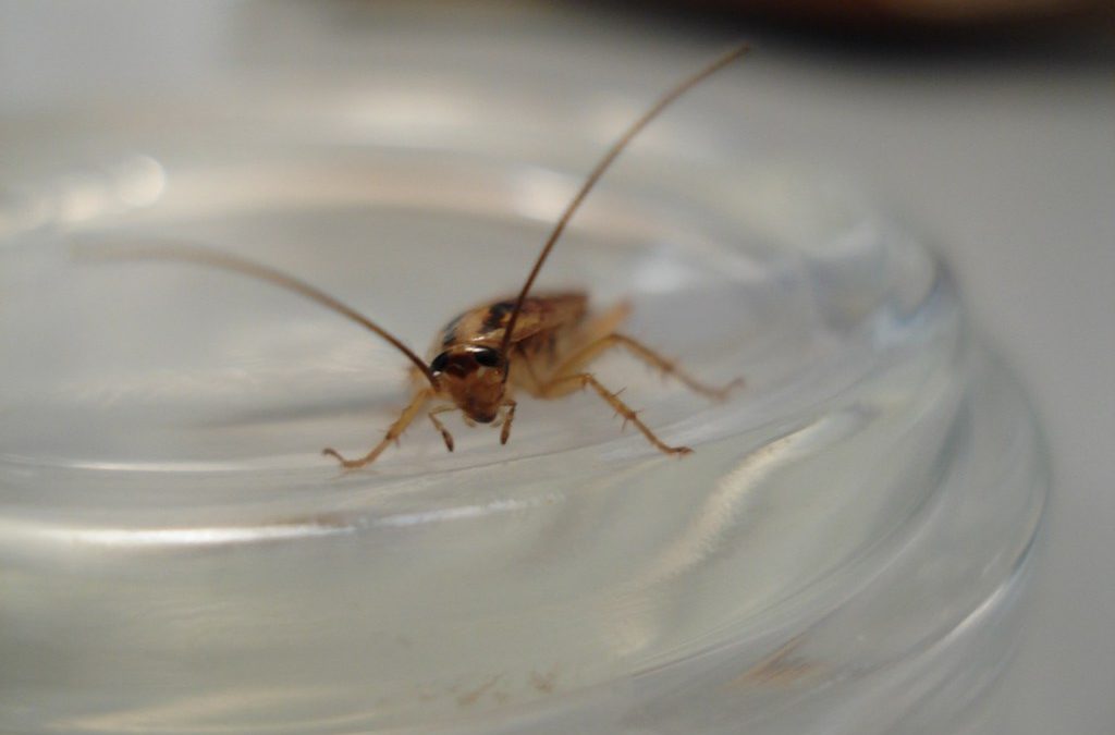 home remedies for roaches