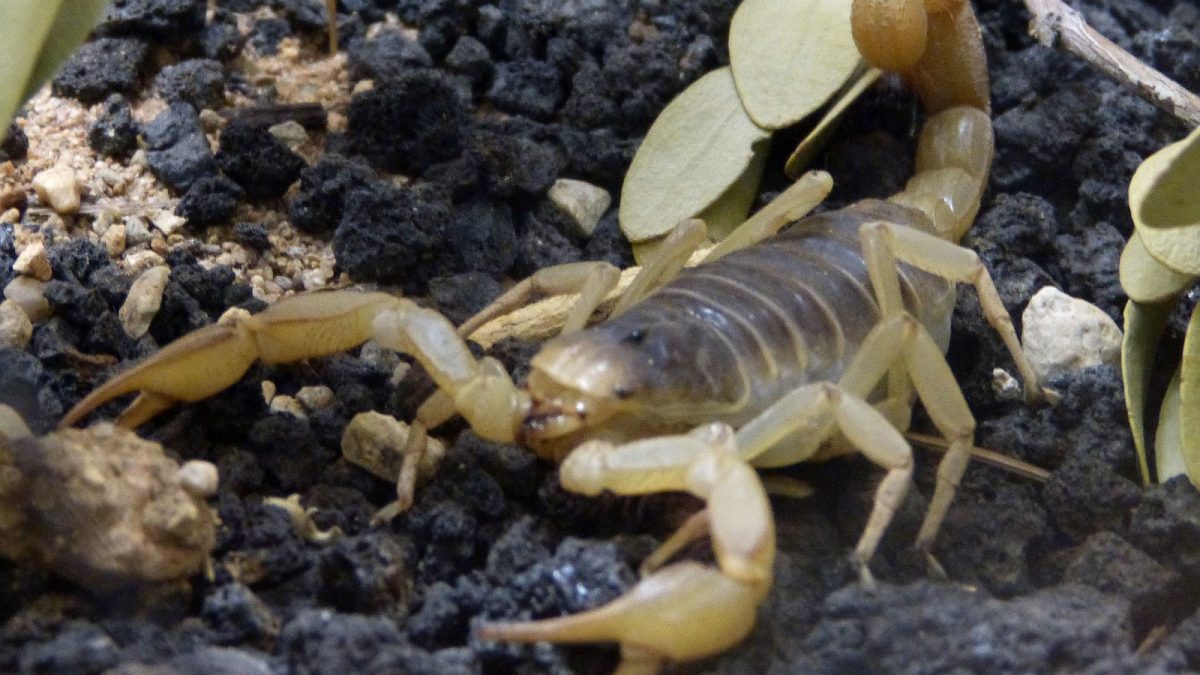 how to keep scorpions out of your yard