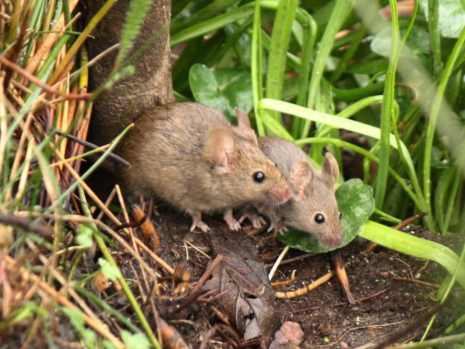 natural mouse repellents
