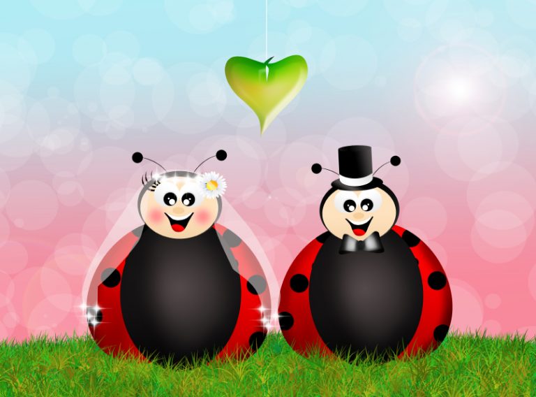 Ladybugs in love