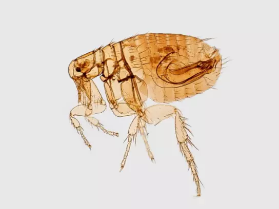 How To Get Rid Of Fleas Inside Your Home