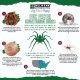 Brown Recluse Infographic