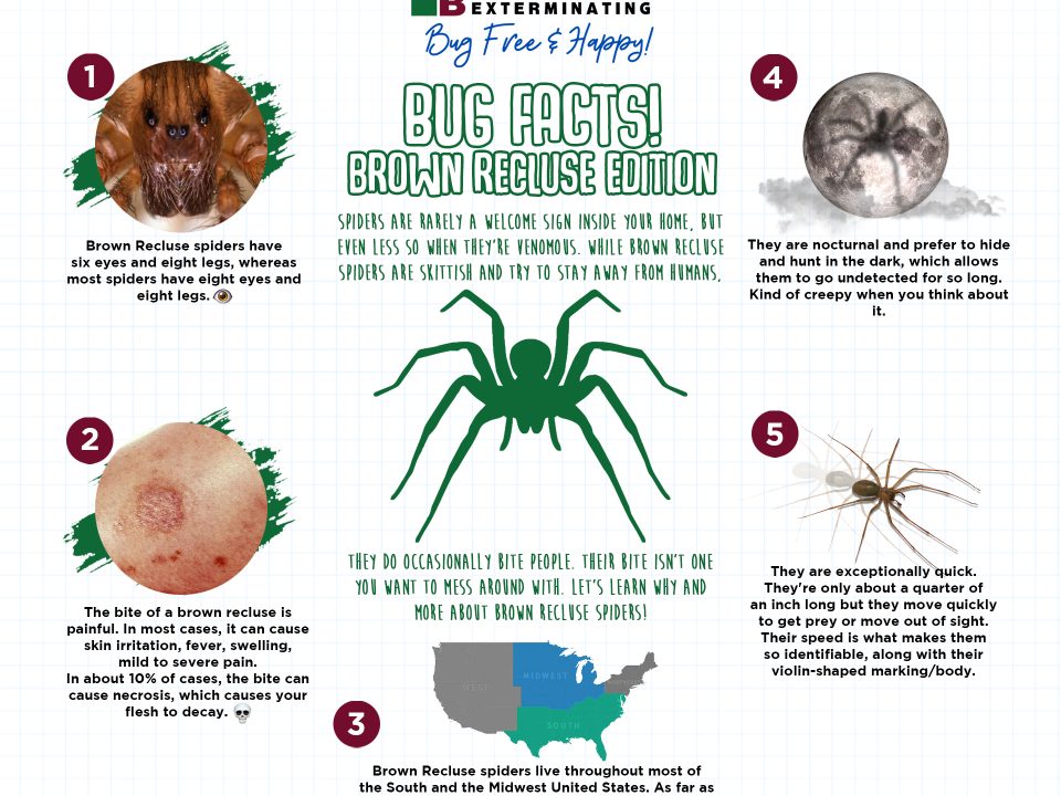 Brown Recluse Infographic