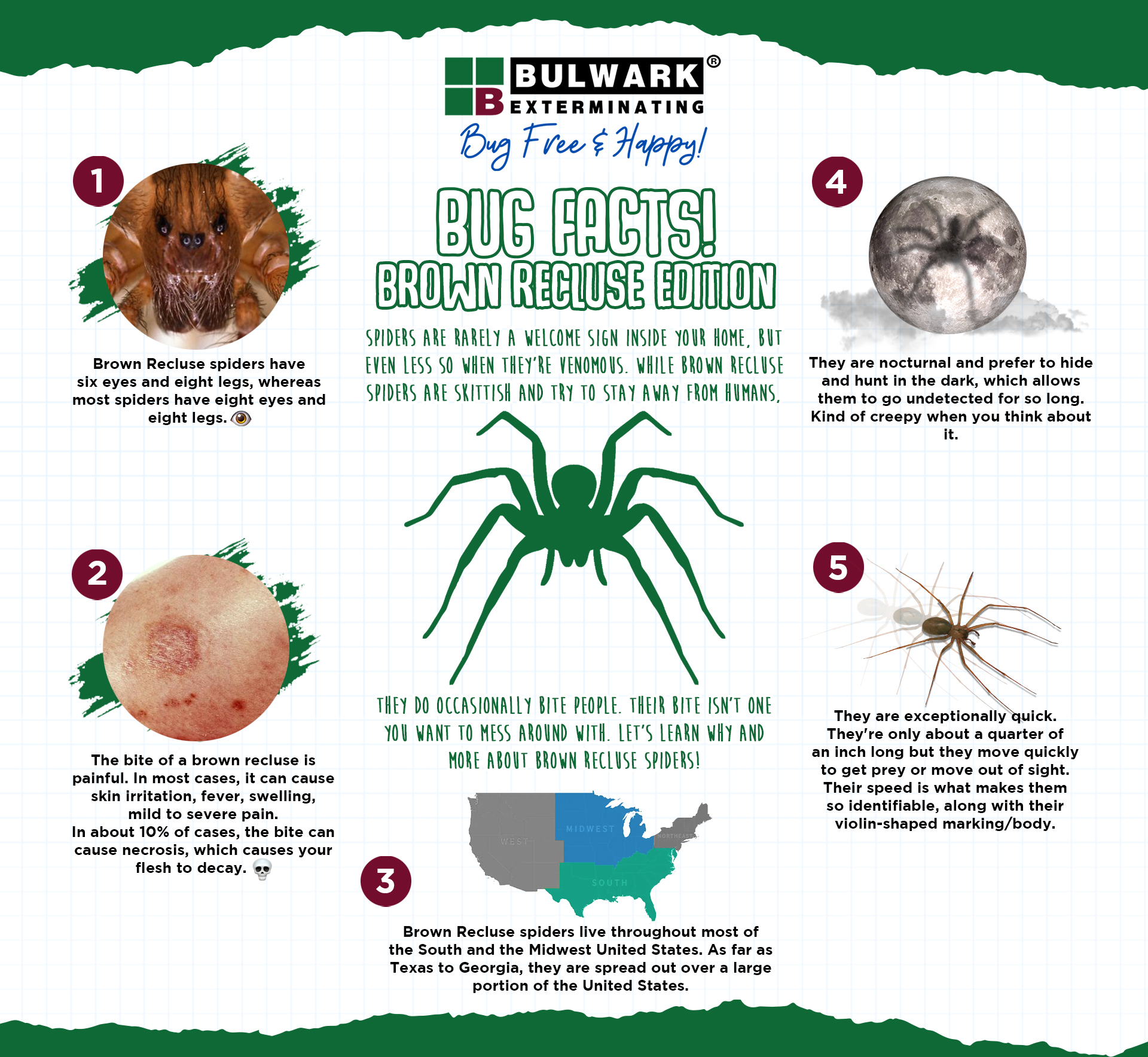 Brown Recluse Spiders Control - Information, Bites, & More