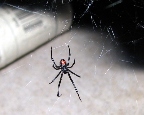 Black Widow Spider Bulwark