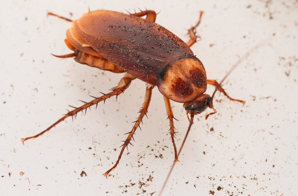 Brown Banded Roaches Bulwark