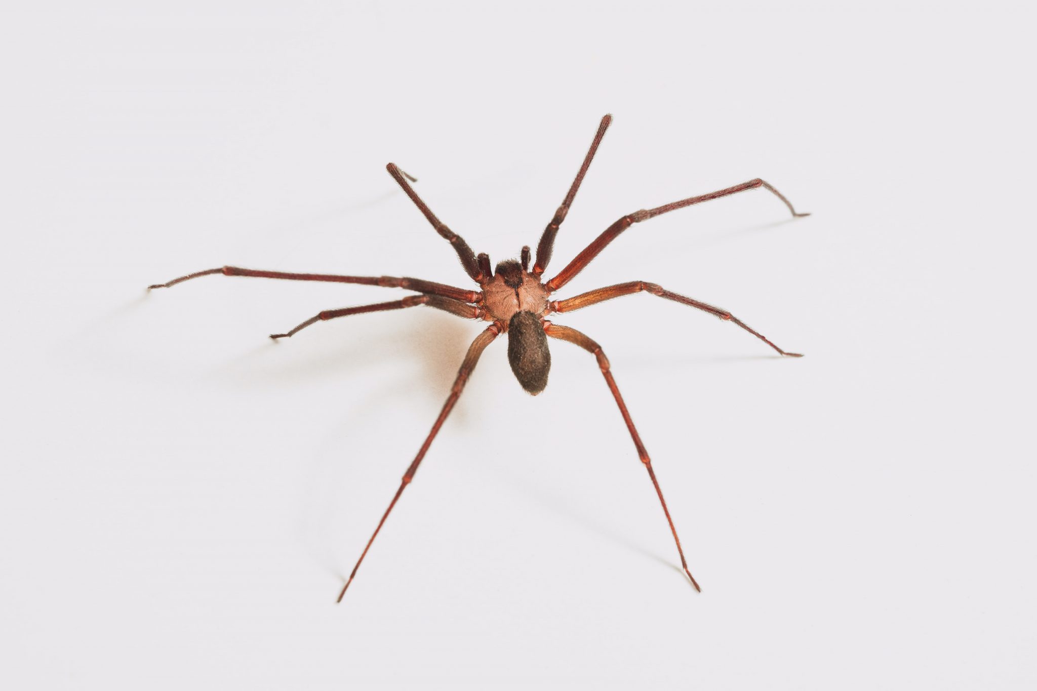 Brown Recluse Spider Bulwark