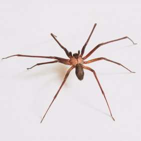 Brown Recluse Spider Top Most Common