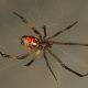 Brown Widow Spider Bulwark