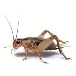 Crickets 1