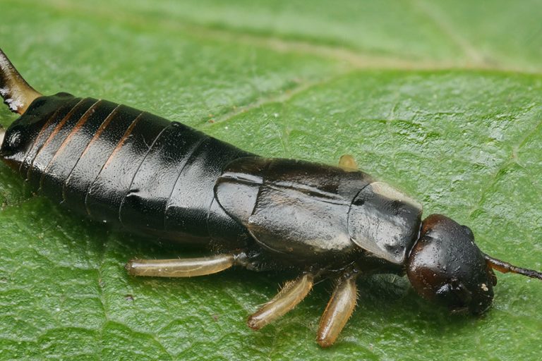 Earwigs Bulwark