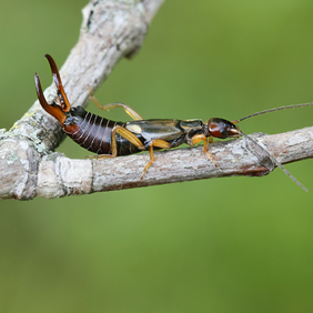 Earwigs Top most common