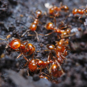 Fire Ants Top Most Common