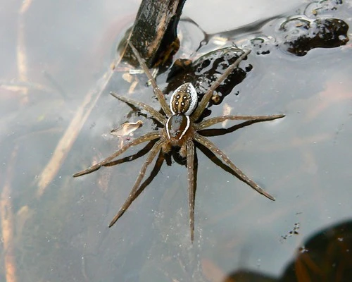 Fishing Spider Bulwark