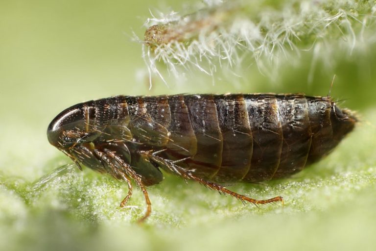 Fleas Bulwark