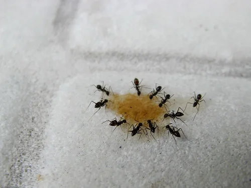 Little Black Ants Bulwark