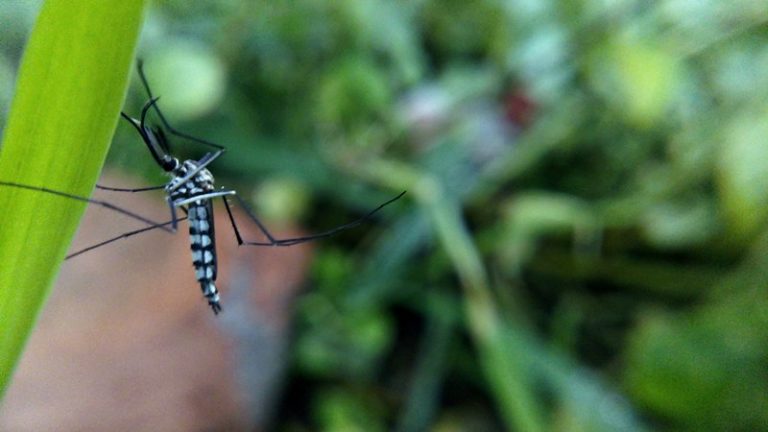 Mosquitoes Bulwark