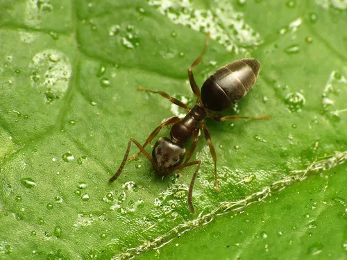 Odorous House Ants Bulwark