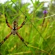 Orb Weaver Spider Bulwark