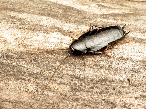 Oriental Roaches Bulwark