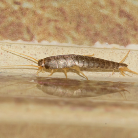 Silverfish top most common