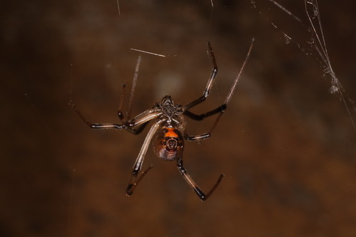 Southern Black Widow Spider Bulwark
