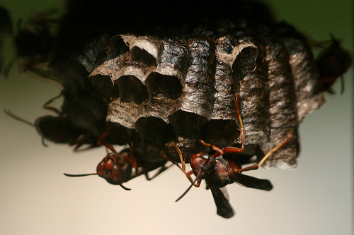Umbrella Wasps Bulwark