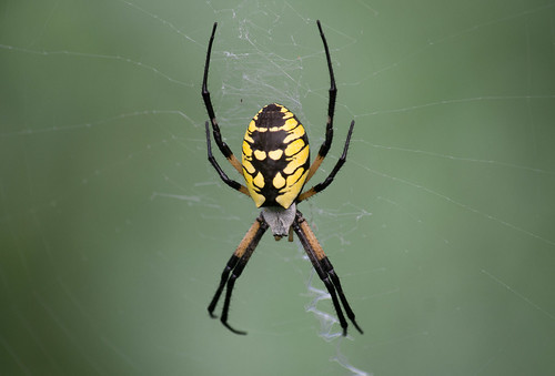 Yellow Garden Spider Bulwark