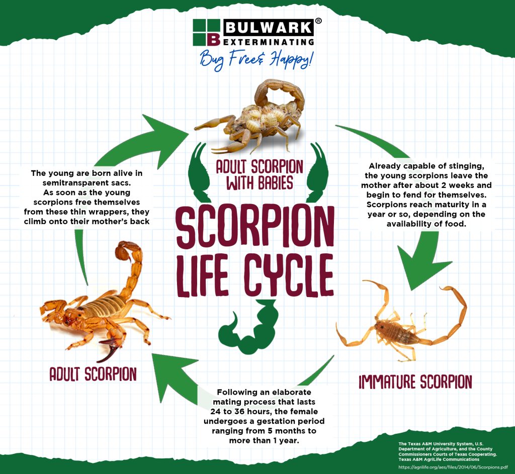 Scorpion Life Cycle