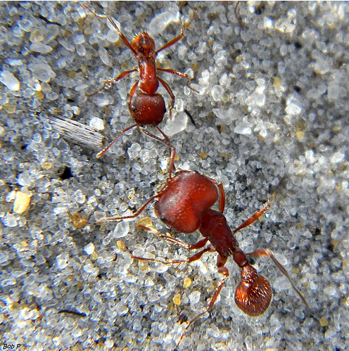 Are Those Giant Fire Ants In Your Yard? | Bulwark Exterminating