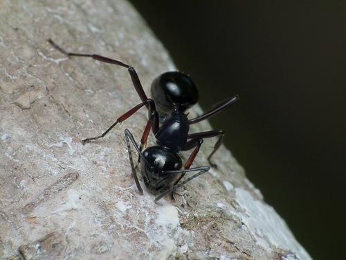 common ants around your home
