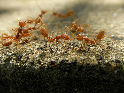 Do small ants bite?