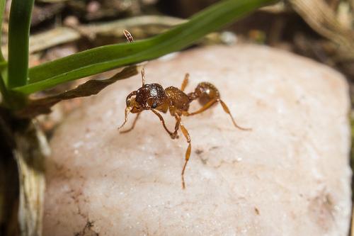 enemies of ants