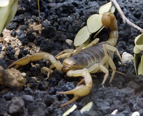How to keep scorpions out of your yard