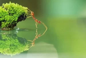 ant on water