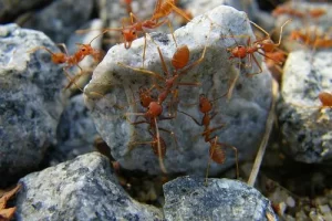 ants on a rock